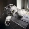 Ralph Deleo - @ralphdeleo - TikTok