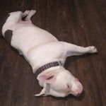 Ralph DeJesus - @dejesus_ralph - Instagram
