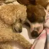 ralphyanddenis - @ralphyanddenis2 - TikTok