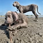 Ralph_Dante_Weimaraner - @_ralph.dante_ - Instagram