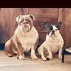 ✨ Ralph and dexter ✨ - @ralph.dexter1 - TikTok