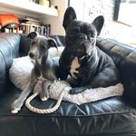 Dexter & Ralph - @dexter_frenchie_ralph_whippet - Instagram