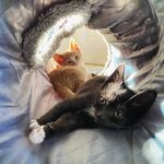 Dexter & Ralph - @dexterandralph - Instagram