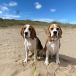 dexter & ralph 💙 - @dexterandralphthebeagles - Instagram