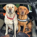 Dexter+Ralph - @dexterandralphus - Instagram