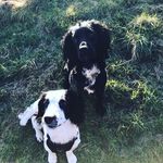 Ralph & Dexter - @ralph_and_dexter - Instagram