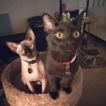 Ralph and Dexter - @ralphanddexter - Instagram