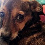 Ralph Dexter - @wreckitralphdexter - Instagram