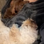 Ralph&Dexter 🐾 - @life_of_ralph_and_dexter - Instagram