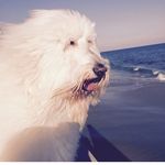 Ralph Dillon - @ralph_dillondoodle - Instagram