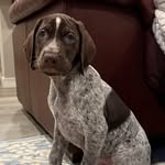 Ralph the GSP & Dill the Cat - @live_like_ralph_and_dill - Instagram