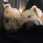 Ralph&Dillon - @adventures_of_ralph_and_dillon - Instagram