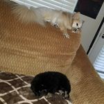Dolce, Rupe and Ralph - @dolce_rupe_ralph - Instagram