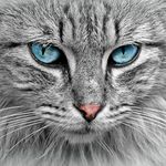 Ralph joseph Donato - @yummycats_17 - Instagram