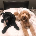 Ralphie & Draper Sue Swigert - @swigertdoodles - Instagram