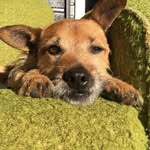 Ralphy - @ralphduffy - Instagram