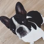 Ralph Dutton Perelló - @ralph.dutton - Instagram
