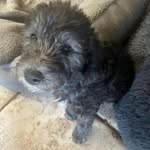 @ralph.beddywhippet - Instagram