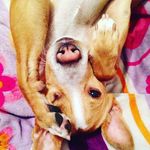 Ralphie 🐶 - @ralphedo_maravilla - Instagram