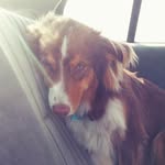 Ralphie Laurén Ehrhardt - @_aussielyfe - Instagram