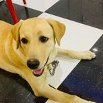 Ralph - @el_amor_ralph - Instagram