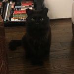 Ralph Ellison - @ralphellisonthecat - Instagram