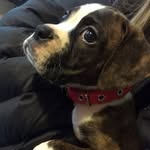 Ralph Emery - @ralphie_theboxer - Instagram