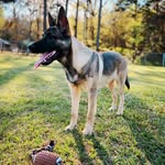 Ralph Emery 🦴 - @ralphthemaligator - Instagram