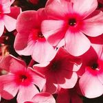 Ralph Espinosa - @ralph.espinosa.338 - Instagram