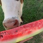 Fair family - @fairfarms.ralph - Instagram