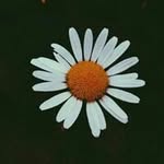 Ariel Ralph-Farrell - @arielralphfarrell - Instagram