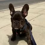 Ralph 🐶🐾 - @ralphy.farrell - Instagram