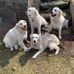 Ralph Faulkner - Facebook