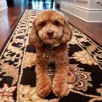 Ralph Fedele - @ralpharomeo - Instagram