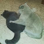 Ralph & Floyd - @cats_floyd.ralph - Instagram