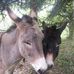 Ralph Forster - Facebook