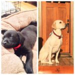 Ralph & Franklin - @ralph_and_franklin - Instagram