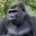 Ralph Franklin - @gorillaguerrila - Instagram