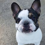 Ralph Franklin Dorward - @ralphfranklinthefrenchie - Instagram
