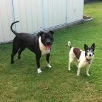 Friday&Ralphie - @fridayralph2015 - Instagram