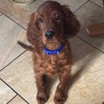 Ralph Gallagher - @ralph_irishsetter - Instagram