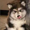 Ralph Gantenberg - @ralph.gantenberg - TikTok