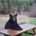 Ralph Gillespie - Facebook