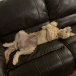 Ralph Zunk Gillespie - @ralphzunkthewonderdog - Instagram