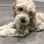 Ralphie Glazer - @ralphiebearglazer - Instagram