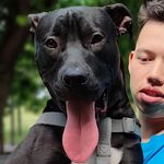 Питбуль милашка Ральф🐕 - @ralph_goodboy - Instagram
