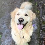 Ralph | Good boy☺️ - @its_ya_boy_ralphie - Instagram