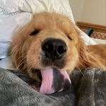 @ralph_goodboygolden - Instagram