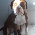 Ralph - @ralph_good_dog - Instagram
