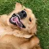 Ralphthegolden - @ralphgoodboygolden - TikTok